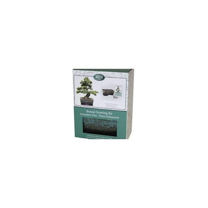 Bonsai pine - seed growing kit gift set