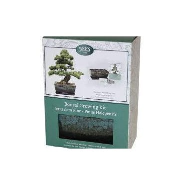 Bonsai pine - seed growing kit gift set