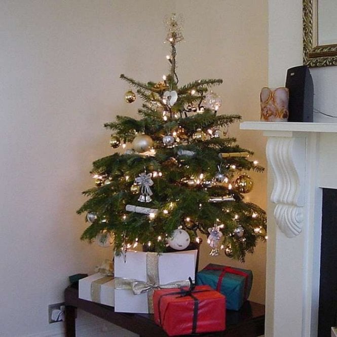 Christmas Tree 'Nordmann Fir' | Pot Grown | 80-100cm tall