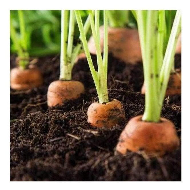 Vegetable Growing Top Soil
