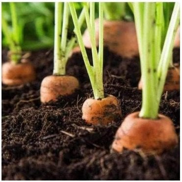 Vegetable Growing Top Soil